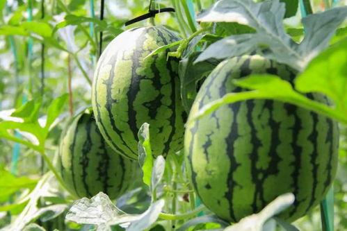 吃瓜网在线吃瓜免费,在线免费吃瓜，畅享娱乐盛宴