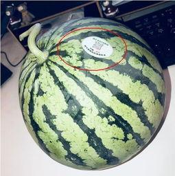 网红吃瓜列表,盘点娱乐圈最新热点事件