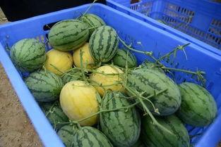 八卦群吃瓜网红,揭秘网红吃瓜背后的故事