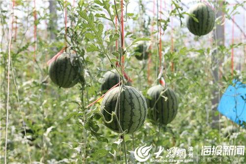 盐山网红吃瓜事件视频曝光,视频曝光引发网友热议