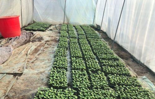 北湖吃瓜俱乐部官网,揭秘美食背后的故事与趣味