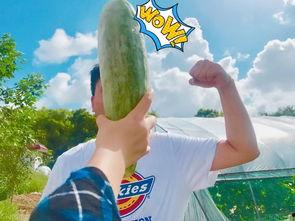 网红吃不吃瓜什么意思呀,揭秘网络舆论场中的娱乐与真相