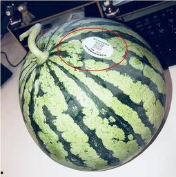 昆明网红吃瓜,揭秘网络红人的幕后故事