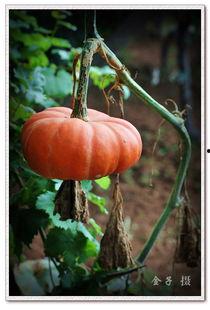 网红八卦吃瓜网站,八卦吃瓜网站独家爆料，带你领略娱乐圈幕后风云