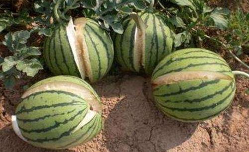 盐城网红吃瓜事件真相