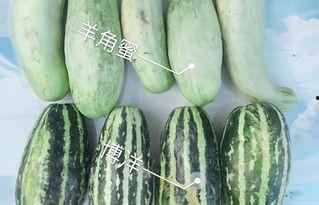 吃外国网红瓜,揭秘那些跨国界的“瓜”事